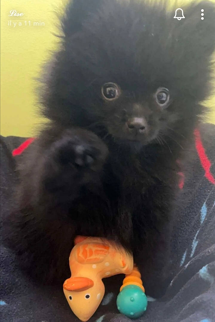 Tannelle a rejoint le concours — aidez-le/la à gagner de superbes lots ! art, canidae, carnivore, companion_dog, dog_breed, fur, mammal, non_sporting_group, organism, primate, snout, sporting_group, terrestrial_animal, toy, vertebrate, working_animal