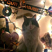 Ashh joined the competition — help win amazing prizes! amethyst, cat, cd, cozy, crystal, decorations, fairy_lights, feline, heart_shaped, indoor, long_fur, low_light, pet, portrait, poster, shelf, sitting, skull_symbol, soft_texture, whiskers