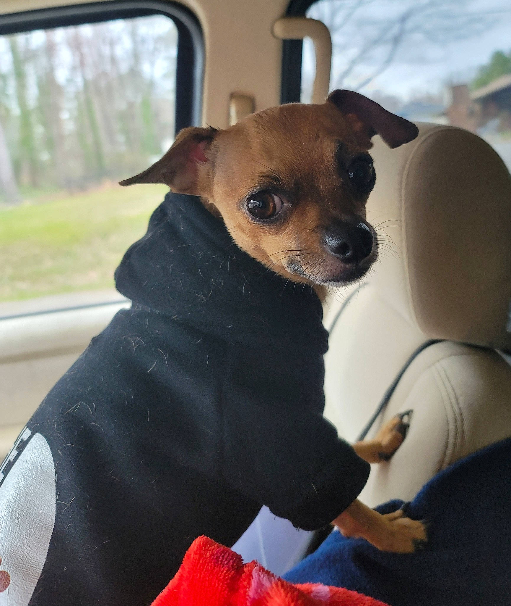 Harley joined the competition — help win amazing prizes! canidae, carnivore, chihuahua, collar, companion_dog, dog, dog_breed, dog_clothes, dog_collar, dog_supply, fawn, fur, russkiy_toy, snout, sporting_group, toy_dog, tree, whiskers, window, working_animal