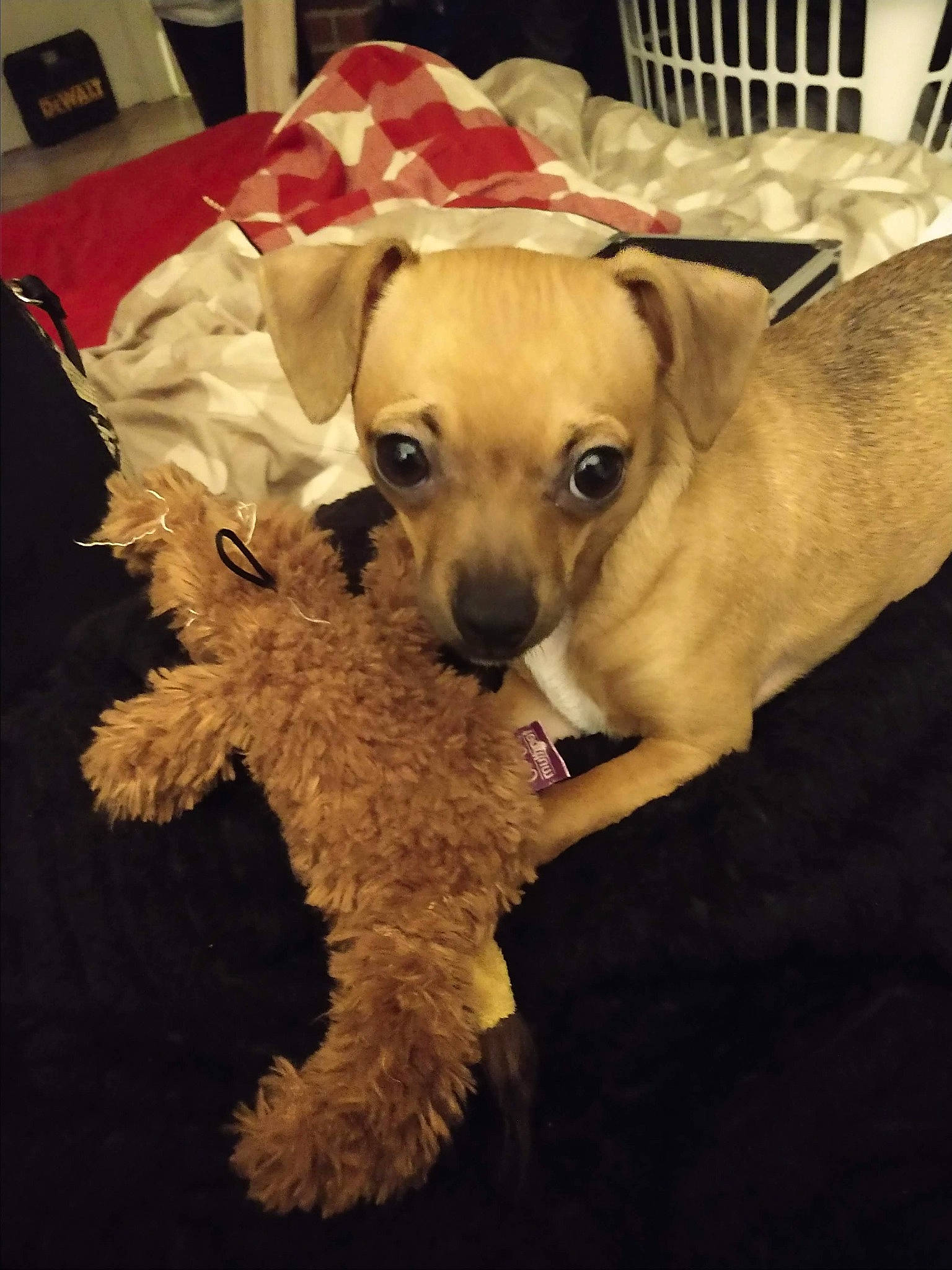 Harley is registered to the contest to win money with this photo: canidae, carnivore, chair, chihuahua, companion_dog, dog, dog_breed, dog_supply, fawn, flooring, fur, paw, puppy_love, snout, sporting_group, stuffed_toy, toy, toy_dog, whiskers, working_animal