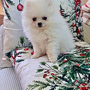 Pearl is registered to the contest to win money with this photo: puppy, dog, small_dog, white_fur, fluffy, cushion, holiday_theme, pine_branches, red_berries, indoor, pet, cute, adorable, decorative_pillow, festive, home, cozy, animal, sitting, fur