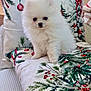 puppy, dog, small_dog, white_fur, fluffy, cushion, holiday_theme, pine_branches, red_berries, indoor, pet, cute, adorable, decorative_pillow, festive, home, cozy, animal, sitting, fur
