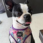 Elsa joined the competition — help win amazing prizes! dog, black_and_white, harness, floral_pattern, tongue_out, pet, canine, happy, close_up, indoor, smiling, cute, animal, sitting, ears_up, bright_eyes, collar, domestic_animal, friendly, portrait