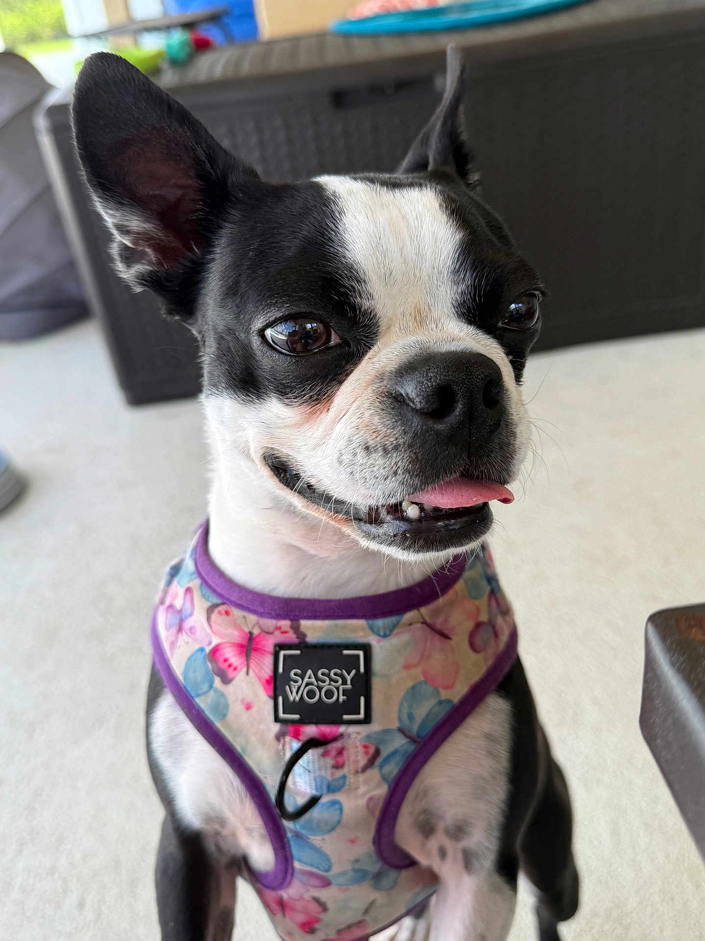 Elsa joined the competition — help win amazing prizes! dog, black_and_white, harness, floral_pattern, tongue_out, pet, canine, happy, close_up, indoor, smiling, cute, animal, sitting, ears_up, bright_eyes, collar, domestic_animal, friendly, portrait