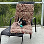 Elsa is registered to the contest to win money with this photo: dog, outdoor, chair, cushion, pet, toy, black_and_white, relaxing, nature, greenery, balcony, furniture, leisure, canine, small_dog, patterned, resting, daylight, quiet, portrait