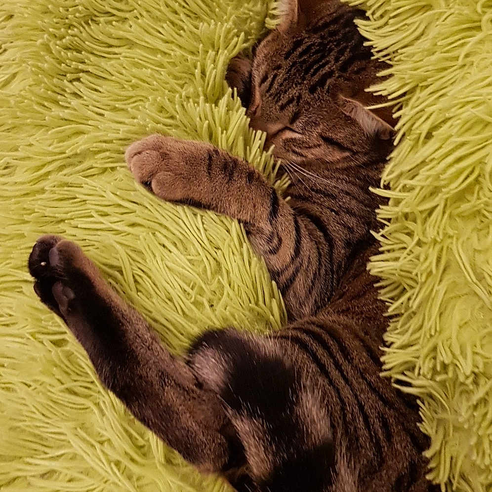 Othello a rejoint le concours — aidez-le/la à gagner de superbes lots ! carnivore, cat, claw, fawn, felidae, fur, kitten, paw, small_to_medium_sized_cats, tabby_cat, tail, whiskers