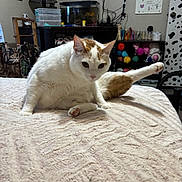 Lucky joined the competition — help win amazing prizes! cat, white_cat, orange_cat, pet, indoor, bed, blanket, furniture, yarn, colorful, room, lamp, door, sitting, cleaning, paw, leg, curious, cozy, relaxed