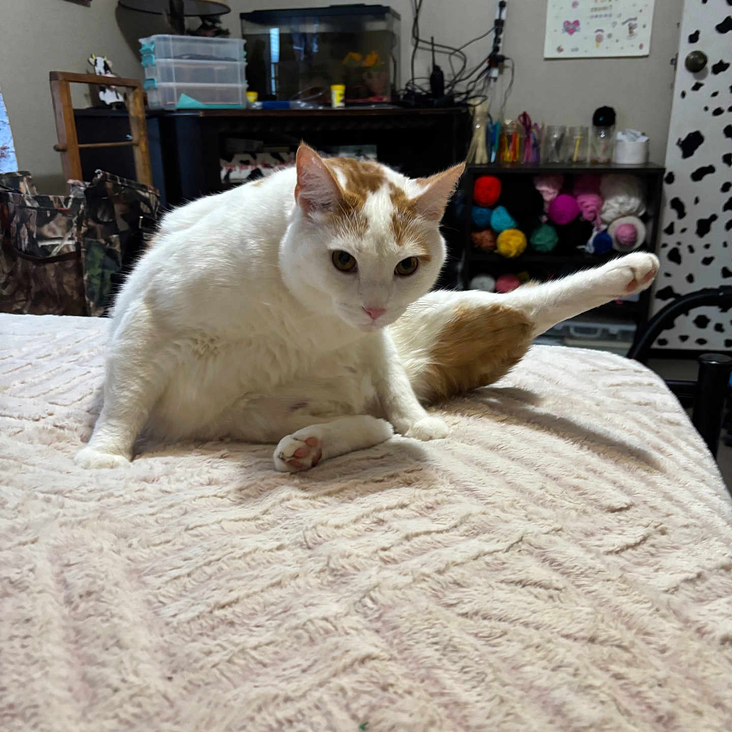 Lucky joined the competition — help win amazing prizes! bed, blanket, cat, cleaning, colorful, cozy, curious, door, furniture, indoor, lamp, leg, orange_cat, paw, pet, relaxed, room, sitting, white_cat, yarn