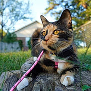Aurora Borealis joined the competition — help win amazing prizes! cat, calico, animal, pet, outdoor, grass, tree_stump, leash, harness, close_up, nature, feline, whiskers, ears, paws, golden_eyes, backyard, summer, daylight, curious