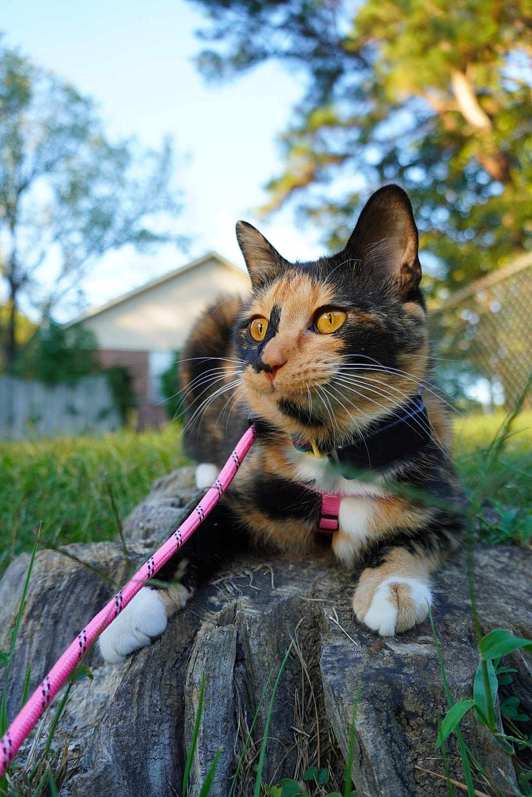 Aurora Borealis joined the competition — help win amazing prizes! cat, calico, animal, pet, outdoor, grass, tree_stump, leash, harness, close_up, nature, feline, whiskers, ears, paws, golden_eyes, backyard, summer, daylight, curious