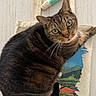 Mia is registered to the contest to win money with this photo: animal, cat, catnip_toy, colombia, colorful, cute, domestic_cat, floor, fur, green_eyes, indoor, looking, pet, playful, portrait, relaxed, sitting, tabby, tote_bag, whiskers