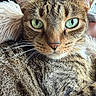 Mia joined the competition — help win amazing prizes! animal, cat, close_up, cozy, cute, domestic_cat, ear, feline, fluffy_cushion, fur, green_eyes, indoor, pet, portrait, relaxed, sleepy, soft_texture, tabby, whiskers, window_light