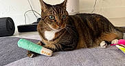 Mia is registered to the contest to win money with this photo: cat, claws, cute, domestic_animal, ears, feline, floor, indoor, looking_away, mammal, meow, paws, pet, playful, relaxed, rug, striped, tabby, toy, whiskers