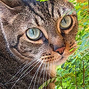 Mia is registered to the contest to win money with this photo: animal, cat, close_up, curious, cute, daylight, domestic_cat, eyes, face, fur, greenery, leaves, mammal, nature, outdoor, pet, plant, portrait, tabby, whiskers