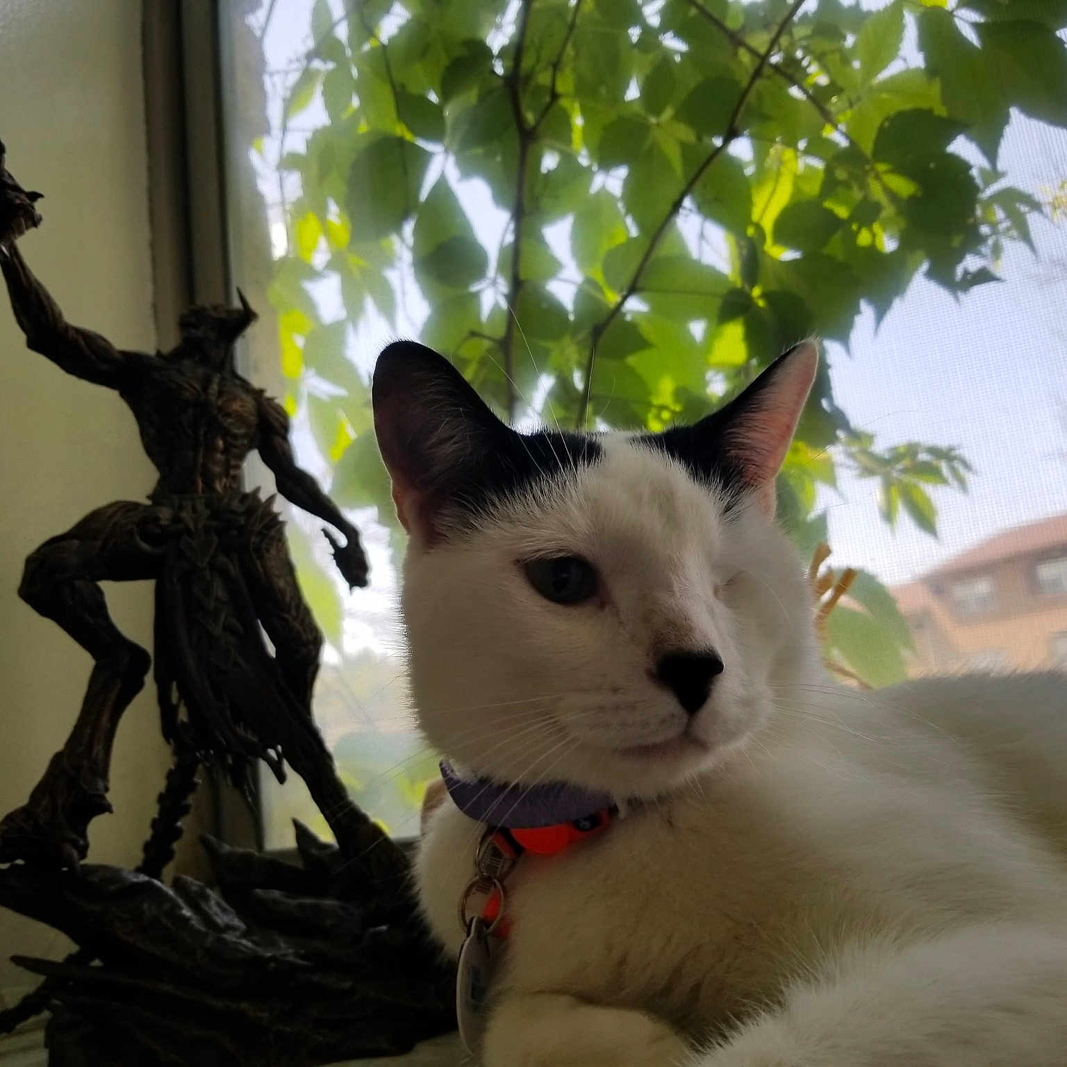 Paul joined the competition — help win amazing prizes! aegean_cat, cat, cat_like_mammal, domestic_short_haired_cat, small_to_medium_sized_cats, snout, whiskers