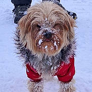 Volt a rejoint le concours — aidez-le/la à gagner de superbes lots ! dog, small_dog, pet, snow, winter, red_jacket, fur, paws, snowy_face, outdoors, boots, person_legs, portrait, close_up, cute, standing, cold, fluffy, canine, companion