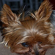 Toumai participe au concours pour gagner de l'argent avec cette photo :