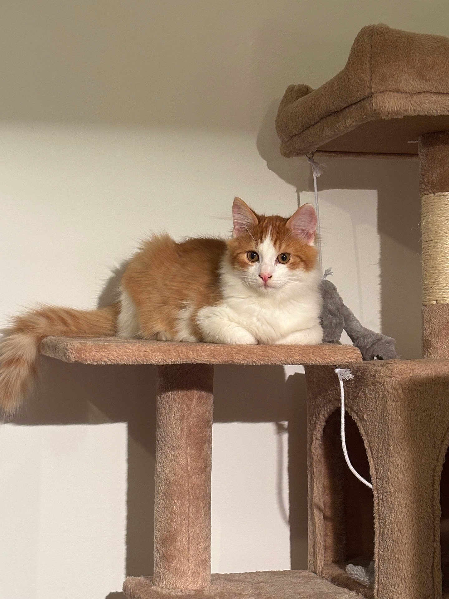 Mixou a rejoint le concours — aidez-le/la à gagner de superbes lots ! cat, orange_cat, white_cat, cat_tree, pet, indoor, feline, animal, fur, whiskers, ears, tail, looking, resting, household, cute, domestic_animal, mammal, play_toy, carpeted