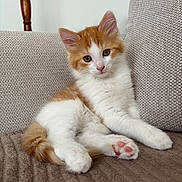 Mixou participe au concours pour gagner de l'argent avec cette photo : kitten, cat, orange_and_white, feline, indoor, couch, pet, cute, relaxed, fur, paw, pink_nose, whiskers, young, animal, domestic, soft, seated, cozy, curious