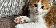 Mixou participe au concours pour gagner de l'argent avec cette photo : kitten, cat, orange_and_white, paw, pink_paw_pads, fur, cute, pet, animal, indoor, couch, blanket, relaxed, young, feline, whiskers, ears, eyes, soft, resting