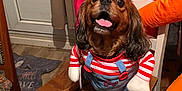 Oscar participe au concours pour gagner de l'argent avec cette photo : dog, pet, costume, clothing, chair, table, indoor, wooden, happy, tongue_out, brown_fur, black_ears, red_and_white_stripes, fake_arms, decorations, pumpkin, bat, curtain, window, floor