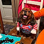 dog, pet, costume, clothing, chair, table, indoor, wooden, happy, tongue_out, brown_fur, black_ears, red_and_white_stripes, fake_arms, decorations, pumpkin, bat, curtain, window, floor