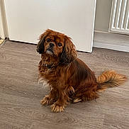 Oscar a rejoint le concours — aidez-le/la à gagner de superbes lots ! dog, brown_dog, pet, indoor, wooden_floor, sitting, looking_up, curious, fluffy, long_ears, tail, collar, domestic_animal, companion, cute, animal, floor, door, radiator, home