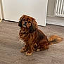 dog, brown_dog, pet, indoor, wooden_floor, sitting, looking_up, curious, fluffy, long_ears, tail, collar, domestic_animal, companion, cute, animal, floor, door, radiator, home