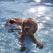 Ruby joined the competition — help win amazing prizes! adorable, animal, canine, dog, fun, golden_retriever, nature, outdoor, pet, playful, pool, puppy, reflection, ripples, summer, sunlight, swimming, water, wet, young