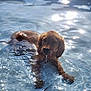 adorable, animal, canine, dog, fun, golden_retriever, nature, outdoor, pet, playful, pool, puppy, reflection, ripples, summer, sunlight, swimming, water, wet, young
