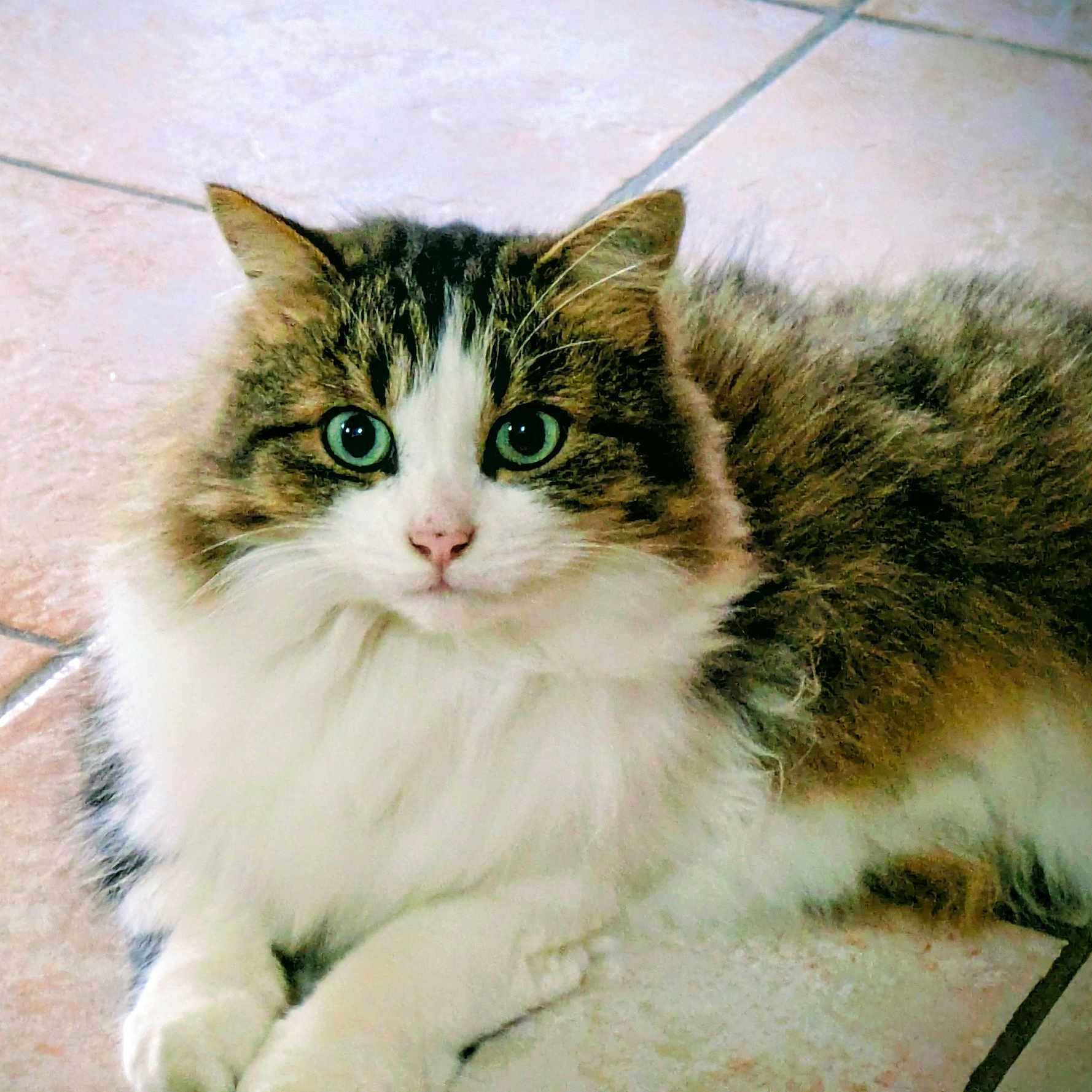 Perle a rejoint le concours — aidez-le/la à gagner de superbes lots ! animal, brown_fur, cat, close_up, cute, feline, floor, fluffy, fur, green_eyes, indoor, pet, pink_nose, portrait, relaxed, resting, tabby, tile, whiskers, white_fur