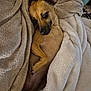 dog, blanket, cozy, snuggled, fur, paw, pet, relaxed, cute, sleepy, indoors, resting, warm, soft, brown, small_dog, canine, comfort, fur_texture, animal