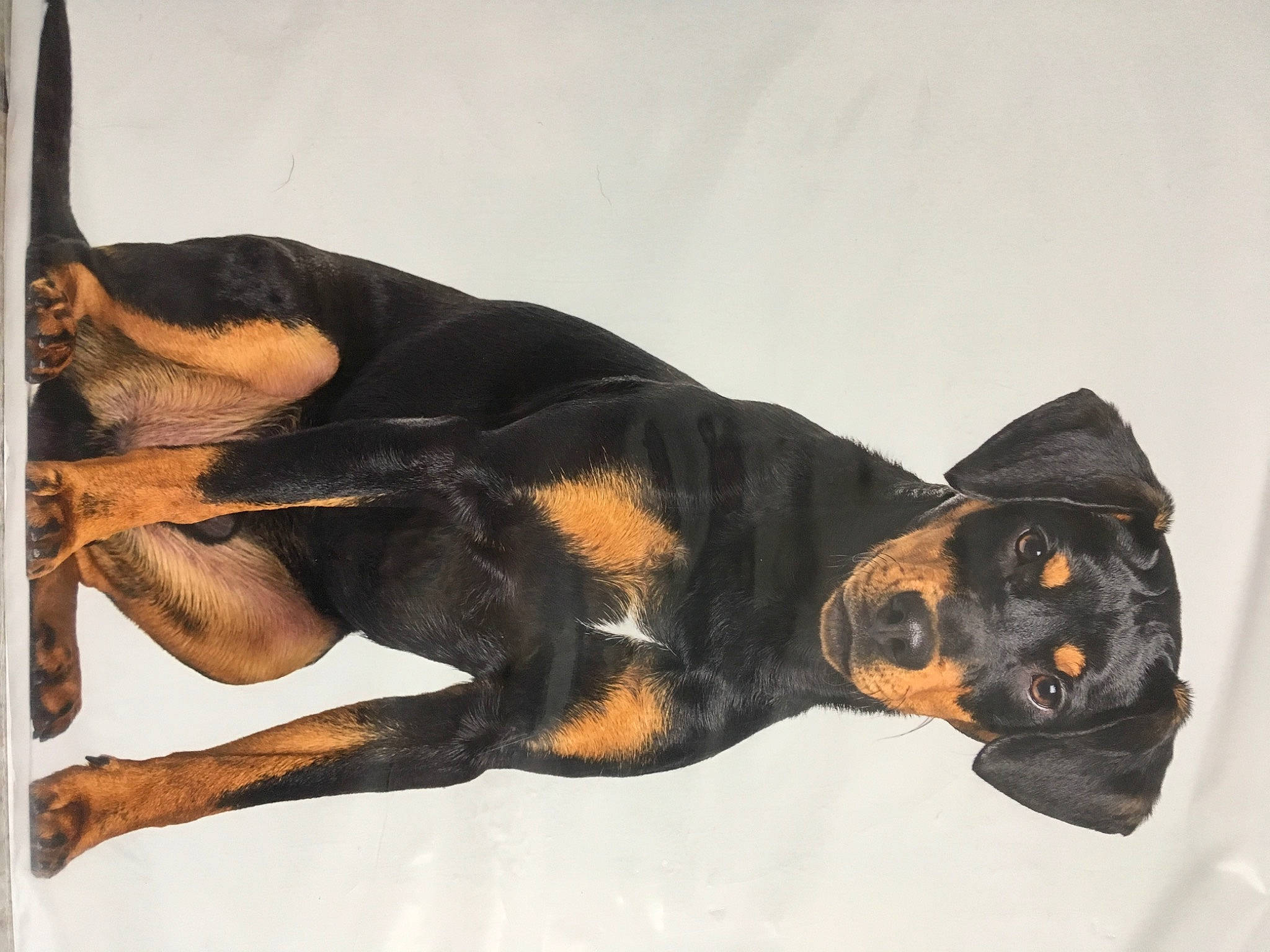 Black participe au concours pour gagner de l'argent avec cette photo : canidae, carnivore, comfort, companion_dog, dobermann, dog, dog_breed, fur, guard_dog, hound, hunting_dog, paw, pinscher, snout, sporting_group, tail, terrestrial_animal, whiskers, working_animal, working_dog