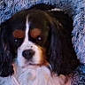 dog, cavalier_king_charles_spaniel, pet, fluffy, blanket, cozy, fur, animal, resting, indoors, cute, snuggled, portrait, relaxed, companion, canine, soft_texture, brown, white, black