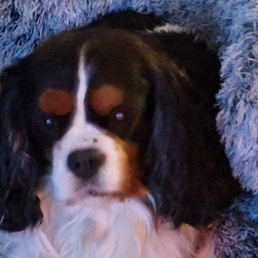 Narco Duhayon participe au concours pour gagner de l'argent avec cette photo : dog, cavalier_king_charles_spaniel, pet, fluffy, blanket, cozy, fur, animal, resting, indoors, cute, snuggled, portrait, relaxed, companion, canine, soft_texture, brown, white, black