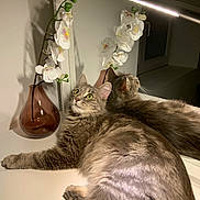 Pimba participe au concours pour gagner de l'argent avec cette photo : abyssinian, animal, cat, flower, flowerarrangement, flowerbouquet, geranium, ikebana, jar, kitten, pet, petal, plant, planter, pottedplant, pottery, vase, window, windowsill, wood