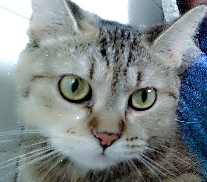 Terrorist joined the competition — help win amazing prizes! carnivore, cat, domestic_short_haired_cat, ear, eye, felidae, fur, iris, jaw, paw, small_to_medium_sized_cats, snout, terrestrial_animal, whiskers, wildlife, window