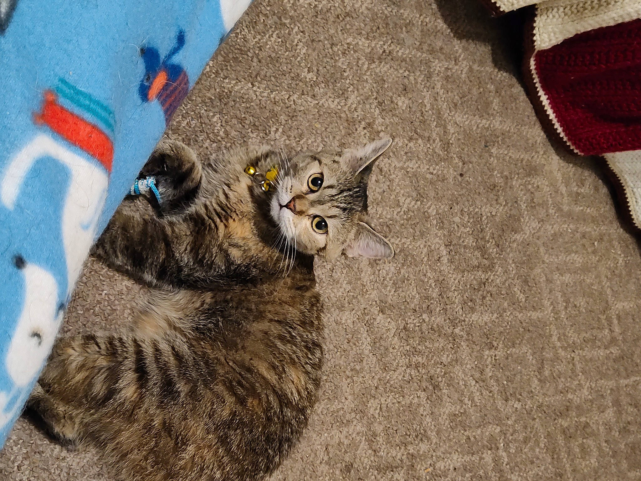 Terrorist is registered to the contest to win money with this photo: black_cat, carnivore, cat, cat_toy, claw, comfort, domestic_short_haired_cat, felidae, flooring, fur, grey, pattern, paw, small_to_medium_sized_cats, tail, terrestrial_animal, textile, whiskers, wildlife, wood