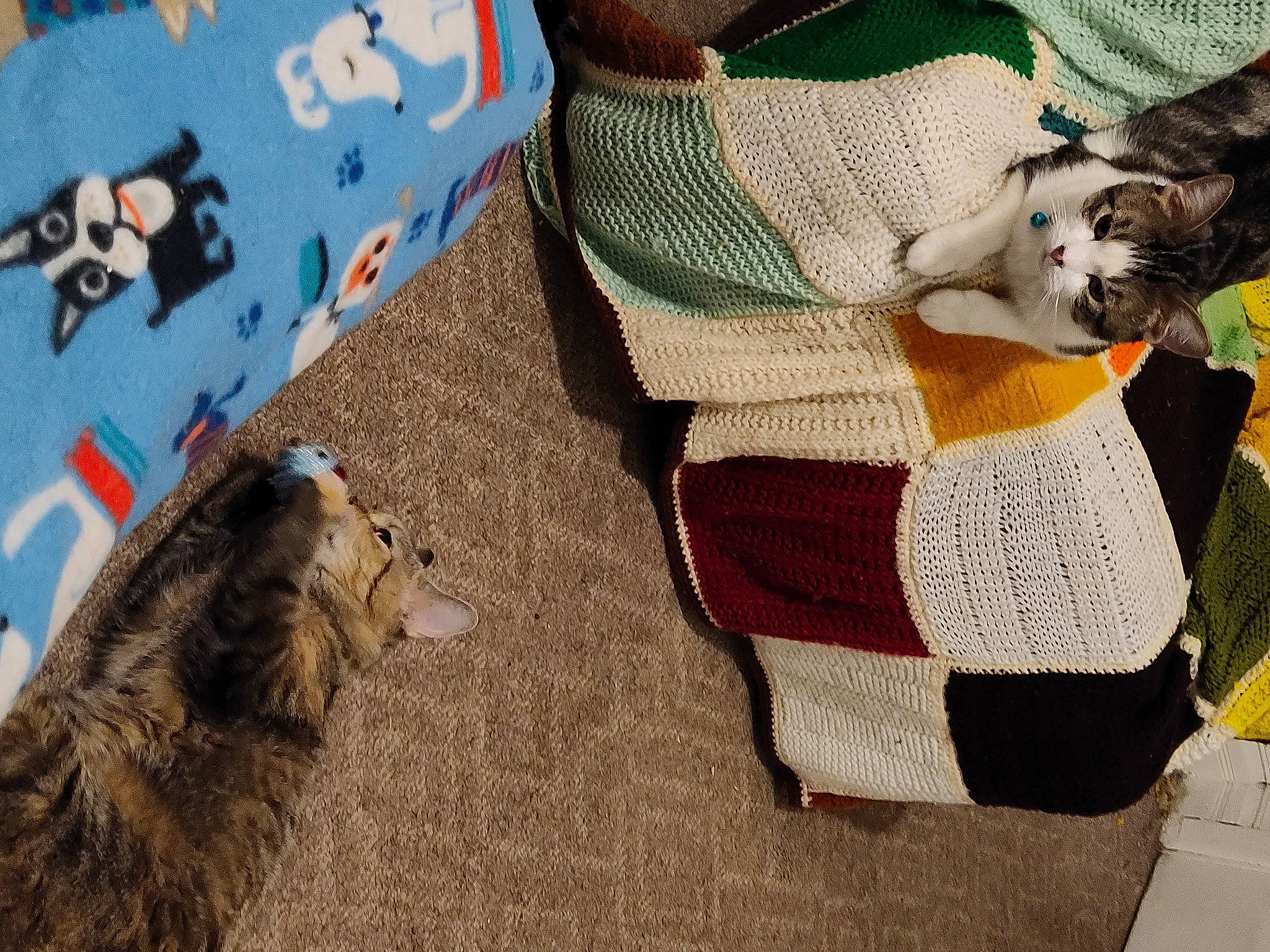 Terrorist is registered to the contest to win money with this photo: bag, carnivore, comfort, companion_dog, dog_breed, dog_clothes, fawn, felidae, flooring, fur, human_leg, linens, luggage_and_bags, mammal, pattern, small_to_medium_sized_cats, textile, vertebrate, wool, woolen