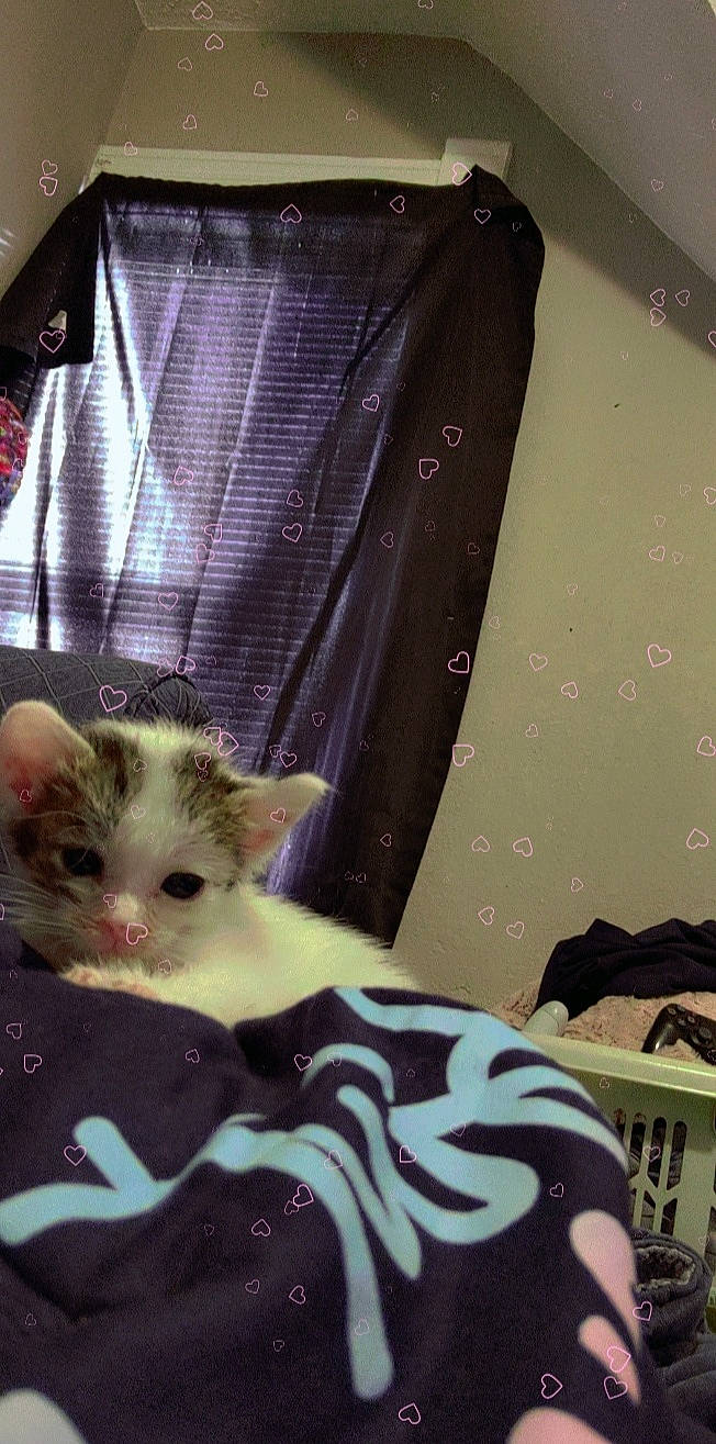 Princess Kitty joined the competition — help win amazing prizes! bed, box, carnivore, cat, cat_supply, claw, comfort, domestic_short_haired_cat, fawn, felidae, fur, linens, paw, pet_supply, room, small_to_medium_sized_cats, snout, tail, whiskers