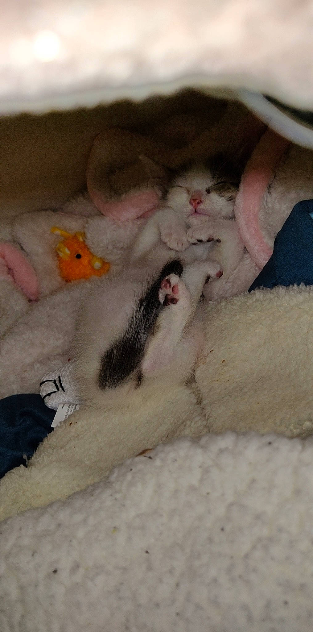 Princess Kitty joined the competition — help win amazing prizes! ball, canidae, carnivore, cat, claw, comfort, domestic_short_haired_cat, fawn, felidae, foot, fur, mouse, nail, paw, small_to_medium_sized_cats, snout, tail, teddy_bear, toy, whiskers