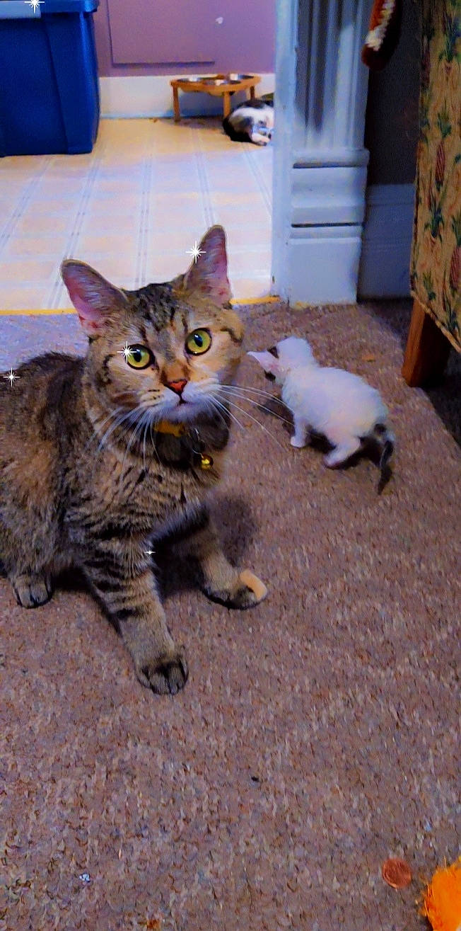 Princess Kitty joined the competition — help win amazing prizes! carnivore, cat, claw, domestic_short_haired_cat, door, event, felidae, flooring, fur, paw, sitting, small_to_medium_sized_cats, snout, tail, terrestrial_animal, tire, wheel, whiskers, wildlife