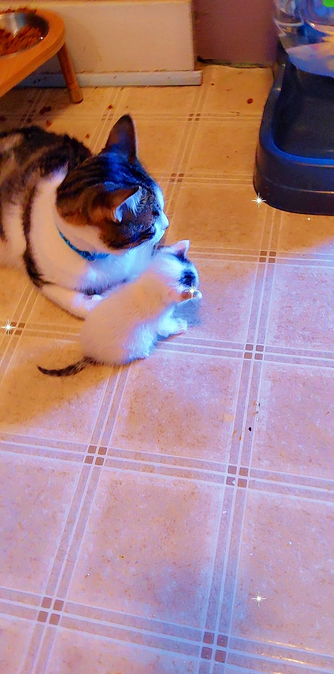 Chaos joined the competition — help win amazing prizes! blue, carnivore, cat, dog_breed, electric_blue, fawn, felidae, floor, flooring, hardwood, laminate_flooring, purple, small_to_medium_sized_cats, snout, tail, tile_flooring, whiskers, wood, wood_flooring, wood_stain