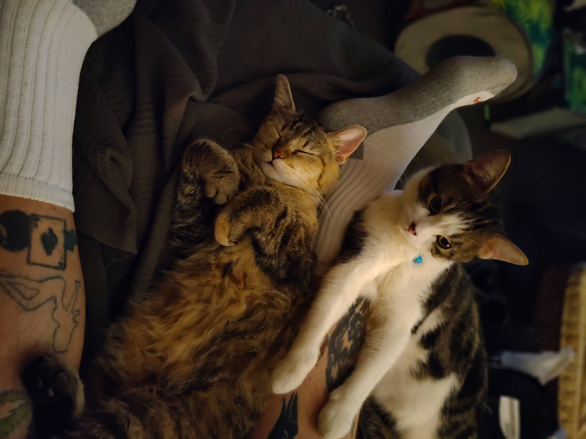 Chaos is registered to the contest to win money with this photo: carnivore, cat, comfort, domestic_short_haired_cat, door, fawn, felidae, fur, grey, human_leg, linens, pattern, paw, sleeve, small_to_medium_sized_cats, tail, vertebrate, whiskers, wildlife, wood