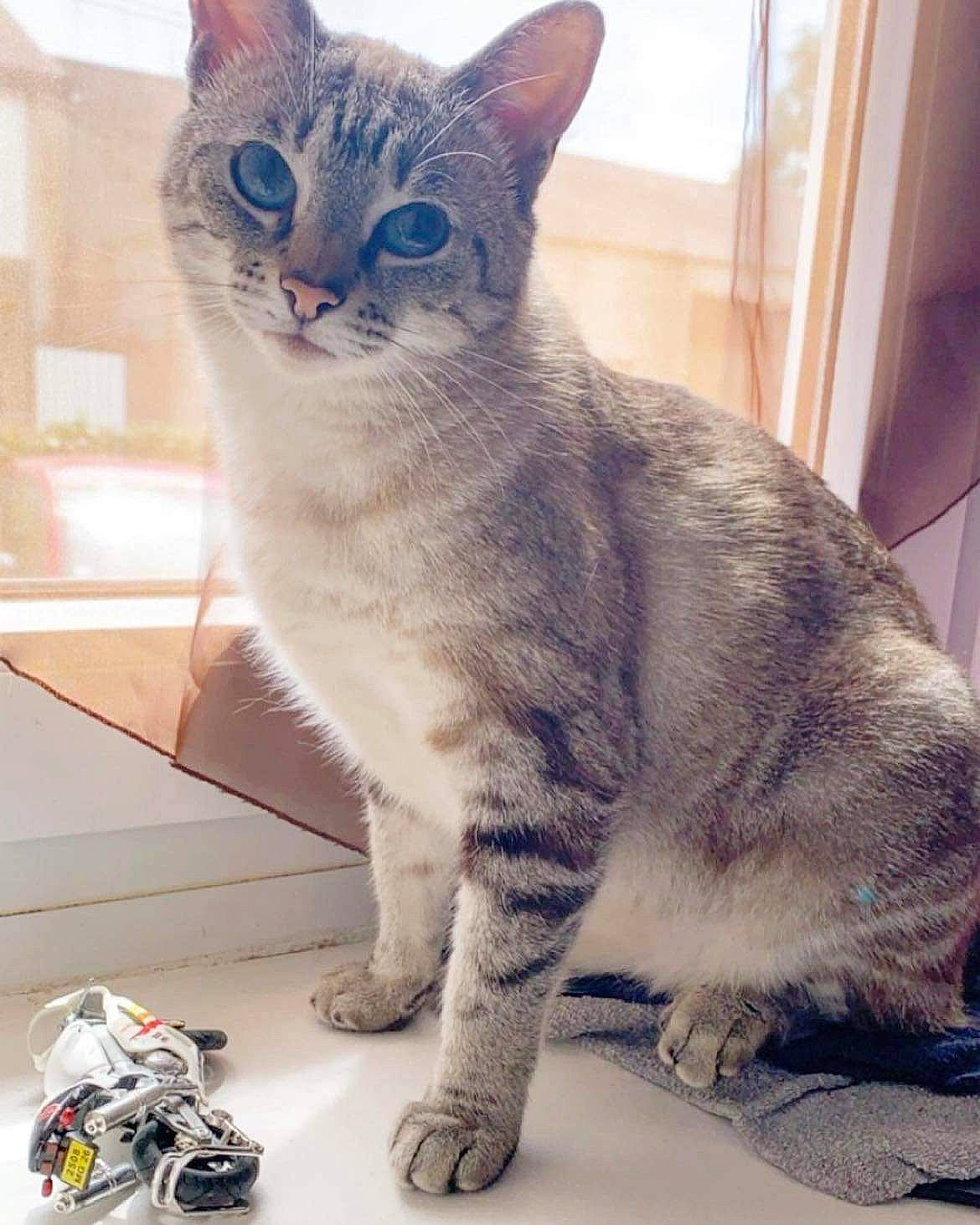 Crème a rejoint le concours — aidez-le/la à gagner de superbes lots ! carmine, carnivore, cat, domestic_short_haired_cat, felidae, fur, paw, sitting, small_to_medium_sized_cats, snout, tail, toy, whiskers, window