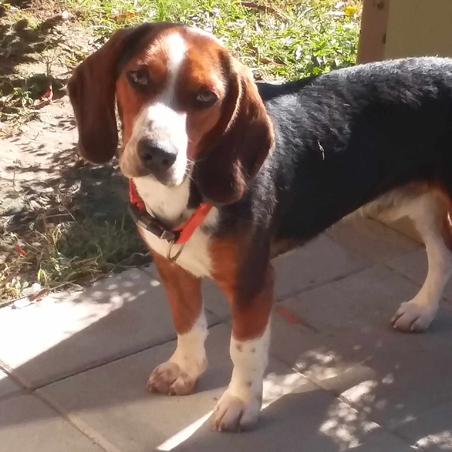 Dan is registered to the contest to win money with this photo: basset_artesien_normand, beagle, beagle_harrier, carnivoran, dog, dog_breed, dog_breed_group, dog_like_mammal, drever, estonian_hound, finnish_hound, hamiltonstovare, harrier, hound, pocket_beagle, scent_hound, serbian_tricolour_hound, snout, treeing_walker_coonhound