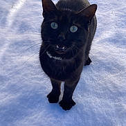 Yuki a rejoint le concours — aidez-le/la à gagner de superbes lots ! animal, black_cat, cat, cold, collar, cute, feline, front_view, fur, green_eyes, looking_up, outdoors, paws, pet, portrait, snow, snowy_ground, tail, whiskers, winter