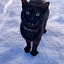 animal, black_cat, cat, cold, collar, cute, feline, front_view, fur, green_eyes, looking_up, outdoors, paws, pet, portrait, snow, snowy_ground, tail, whiskers, winter
