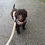 Snoopy is registered to the contest to win money with this photo: dog, puppy, leash, harness, curly_hair, black_dog, outdoor, pavement, path, grass, pet, walking, canine, animal, cute, looking_up, small_dog, fur, ears, tail