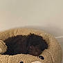 puppy, dog, pet_bed, teddy_bear, cozy, furry, indoor, cute, animal, brown, soft, resting, sleepy, home, comfort, fluffy, adorable, relaxing, small_dog, bed